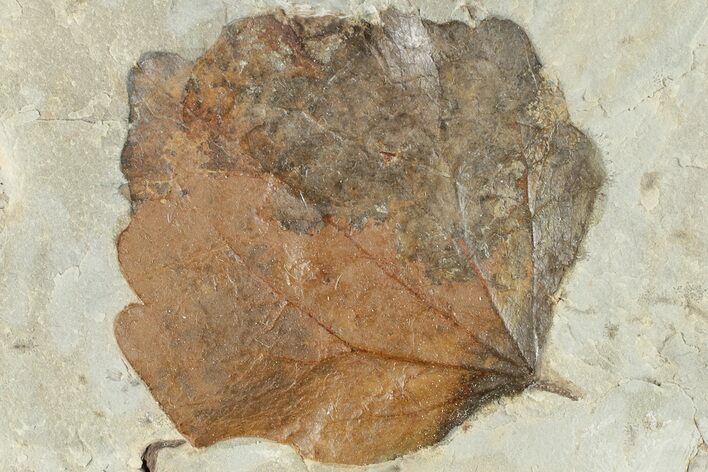 2.8" Fossil Leaf (Zizyphoides) - Montana
